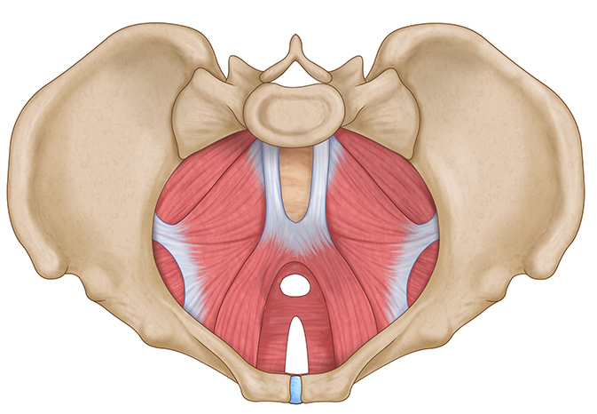 pelvico